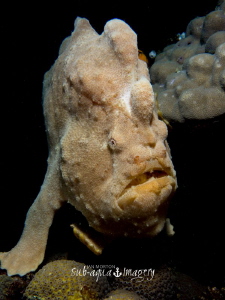 Giant Frogfish off of Siquijor Island.  Uncropped image. ... by Jan Morton 